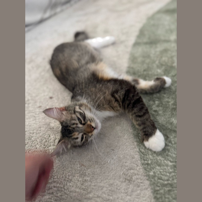 Photo of Sugar