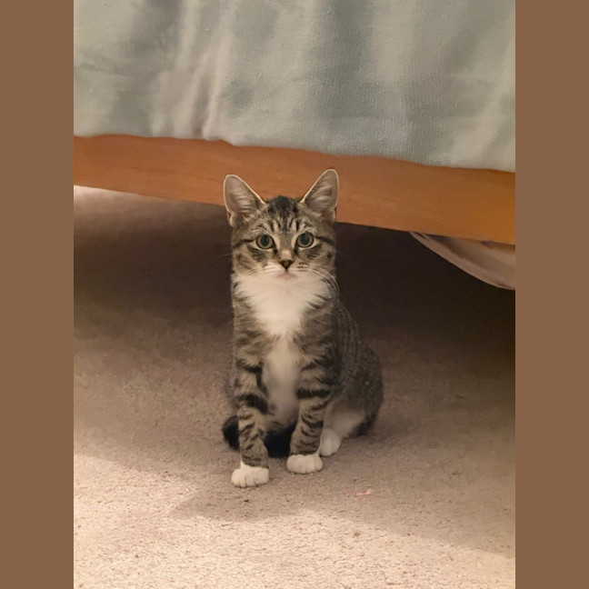 Photo of Mouse