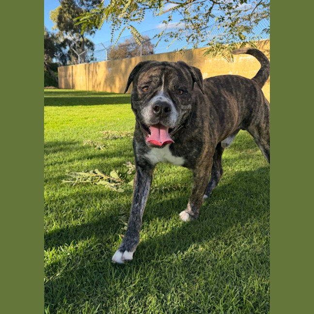 Photo of Toby