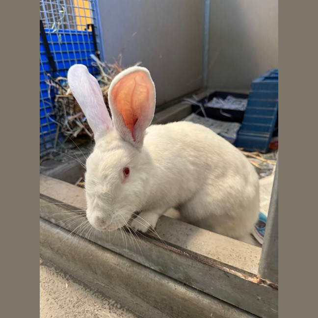 Photo of Waffle