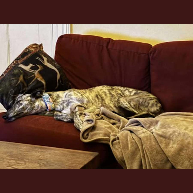 Photo of Dee Dee, The Greyhound