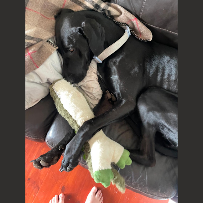 Photo of Ebony Darkness