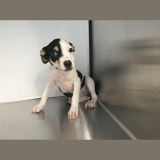 Photo of Novalie (P12)