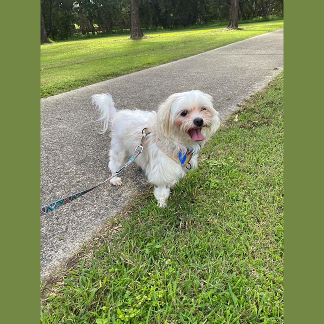 Photo of Missy Moo