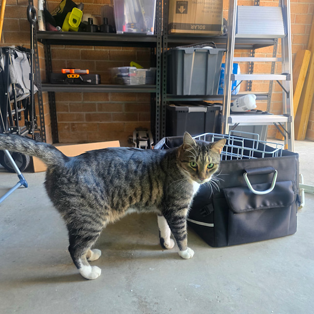 Photo of Pepper