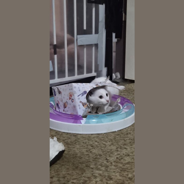 Photo of Marshmallow