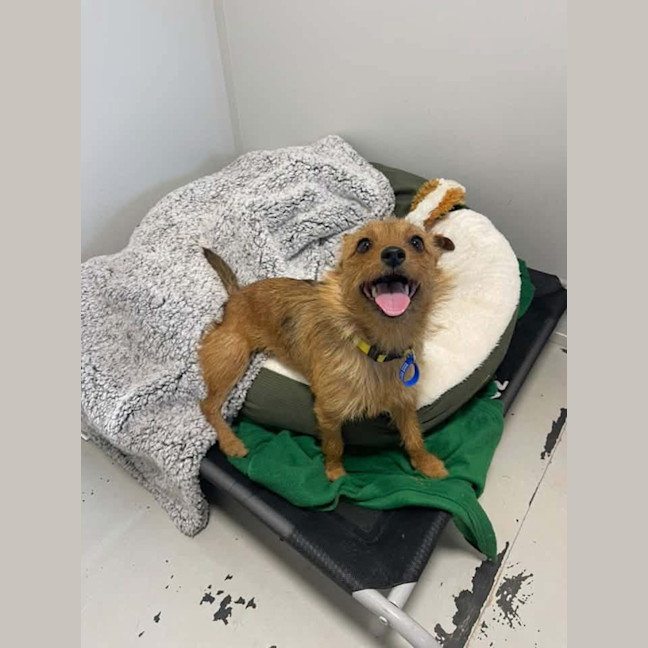 Photo of Foxie   9 Month Old Terrier 