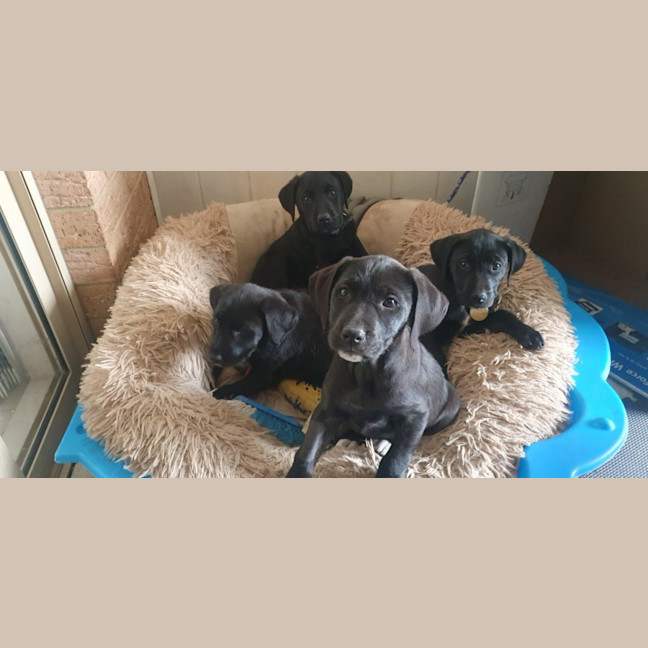 Photo of 🎼 Musical Litter 