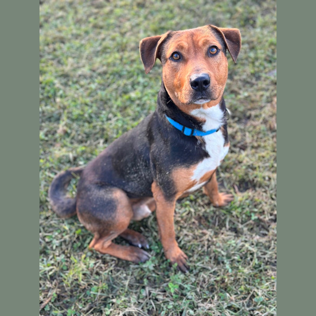 Photo of Beau