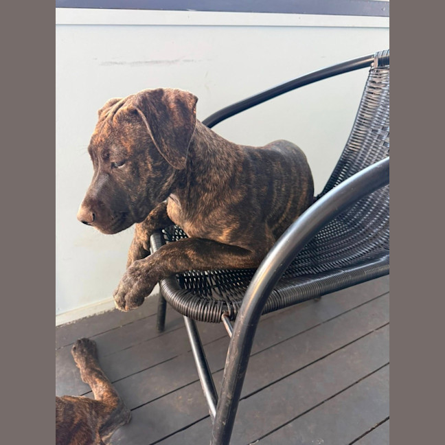 Photo of Latte