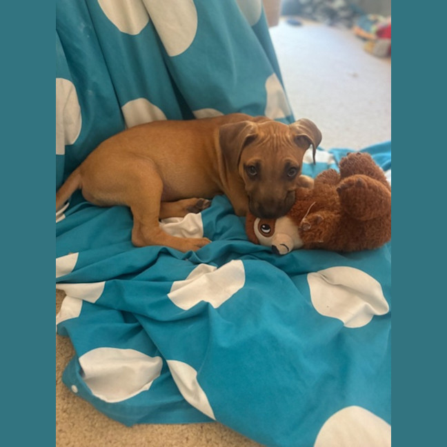 Photo of Alvin   4 Month Old Mixed Breed (Trial)