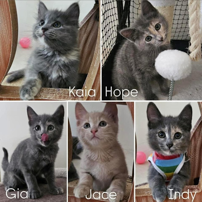 Photo of 11389/90/91/92/93   Gia, Hope, Indy, Jace & Kaia