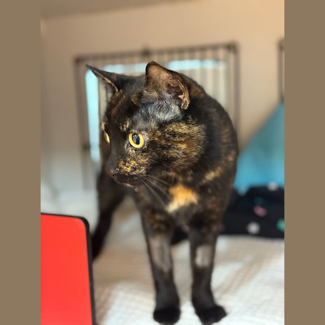 Photo of Chilli