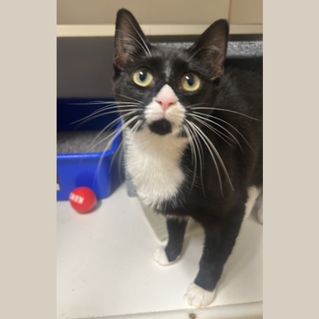 Photo of Chestnut