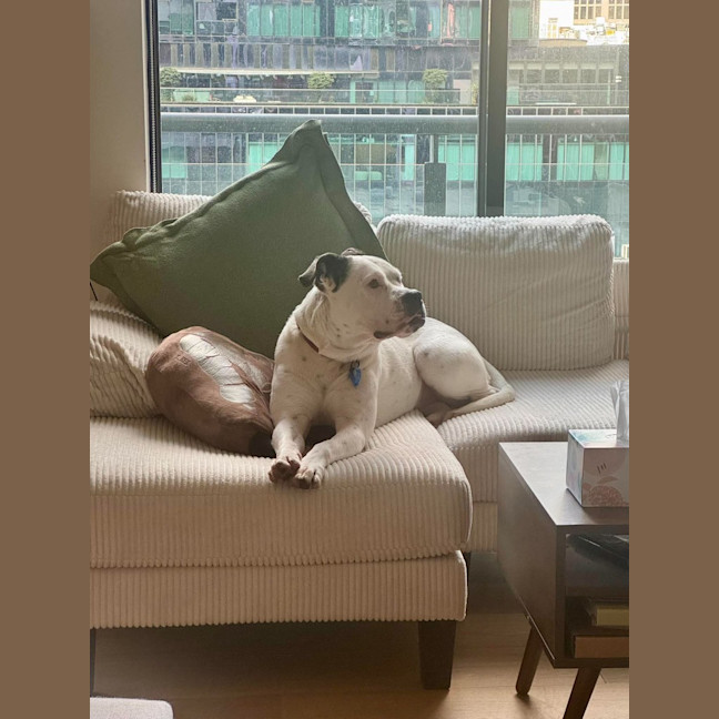 Photo of Nala