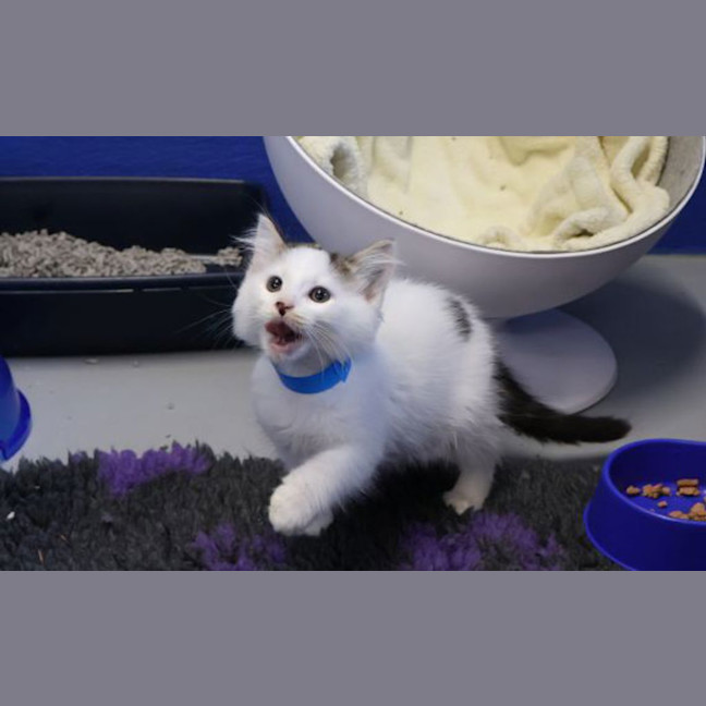 Photo of Pippin