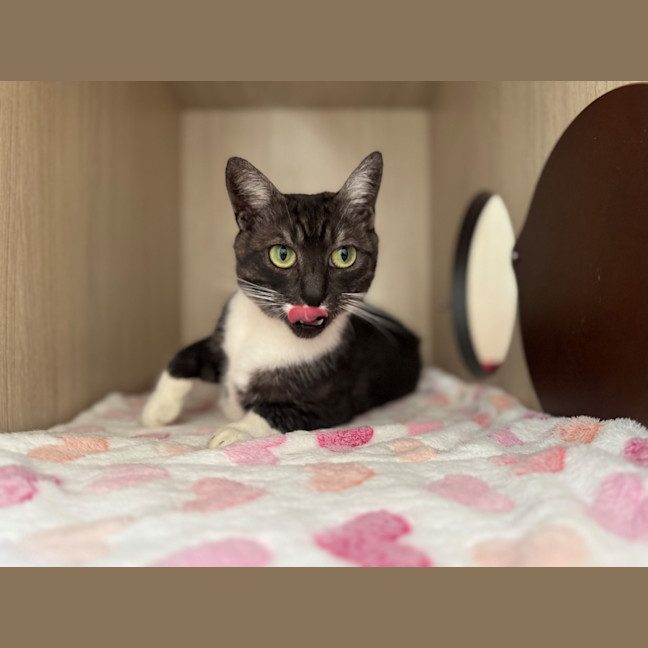 Photo of C1534 Stormi