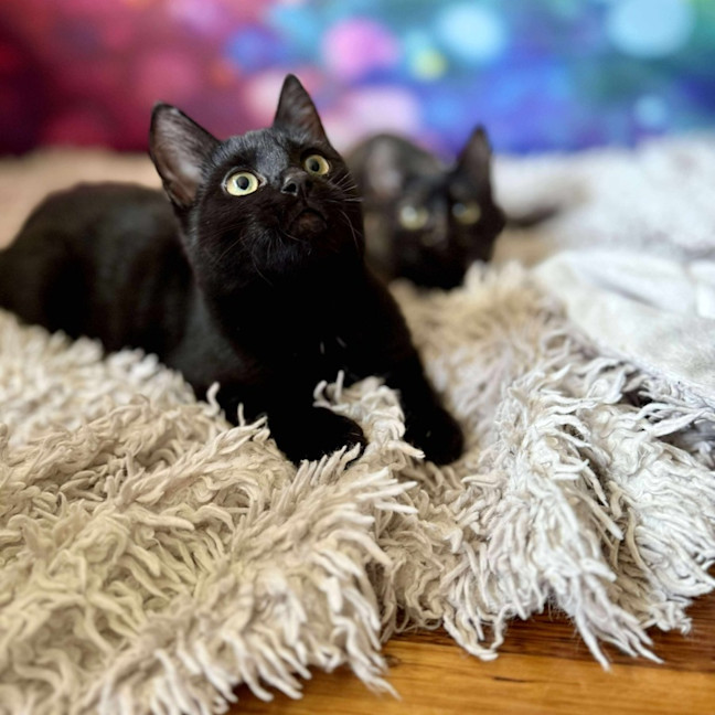 Photo of Vivienne (Located In Eltham North) 