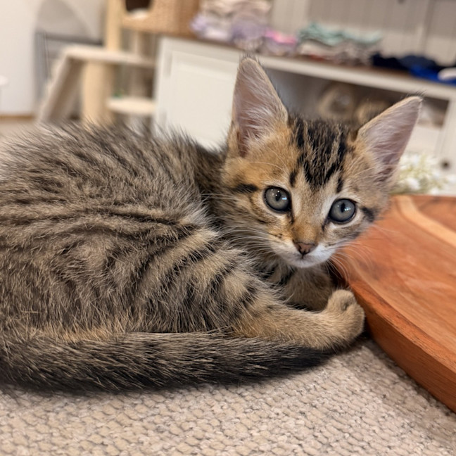 Photo of Milly