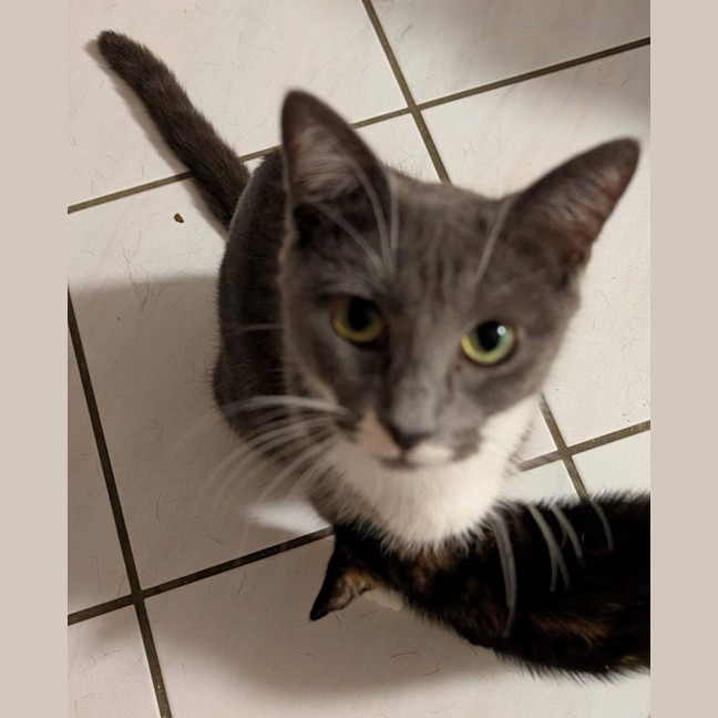 Photo of Meeko