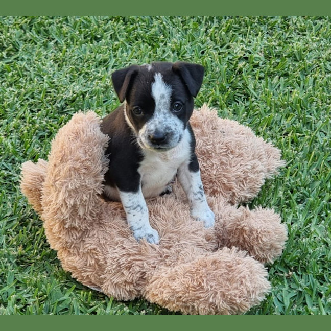 Photo of Mustang Sally