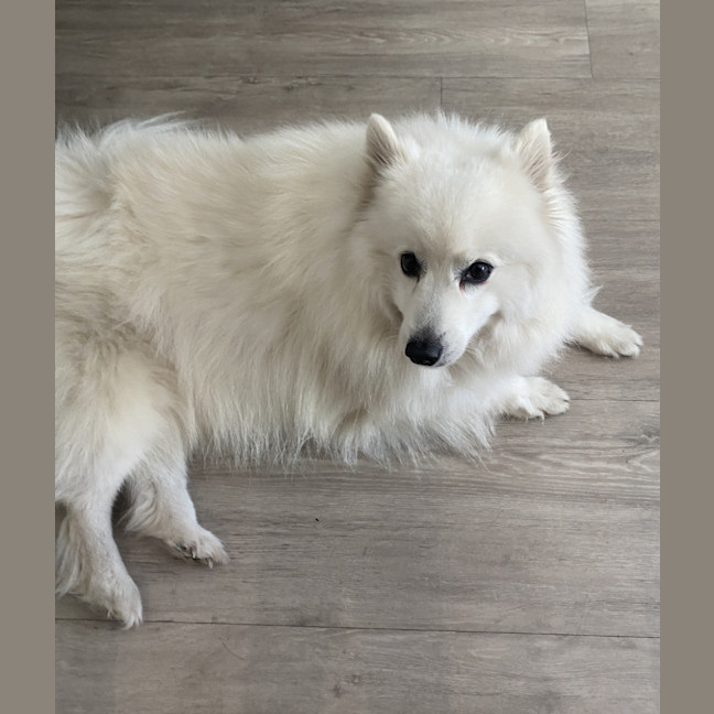 Photo of Mellow   8 Year Old Japanese Spitz