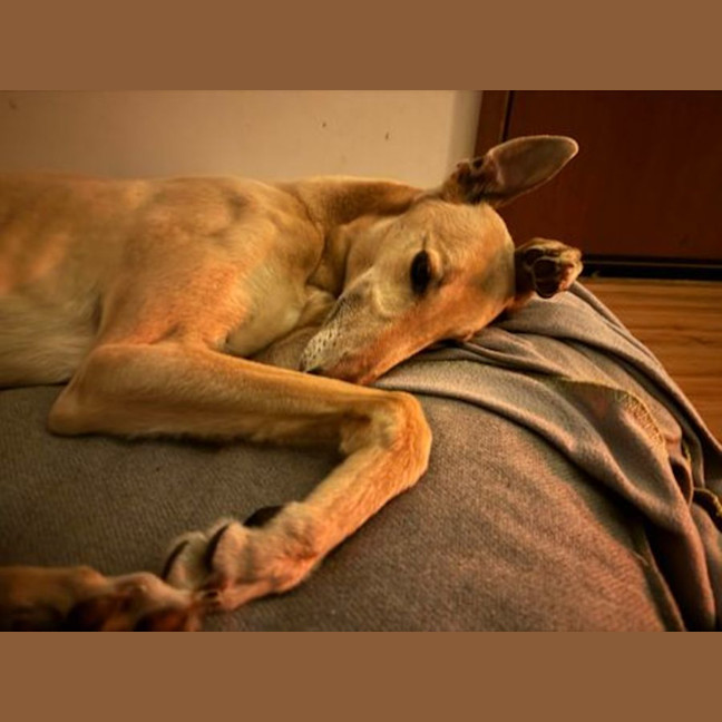 Photo of Koby, They Greyhound
