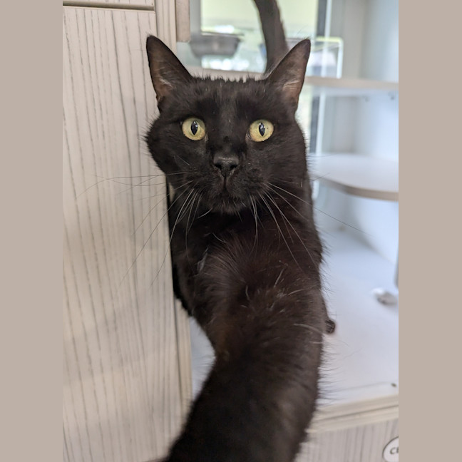 Photo of Purrcy