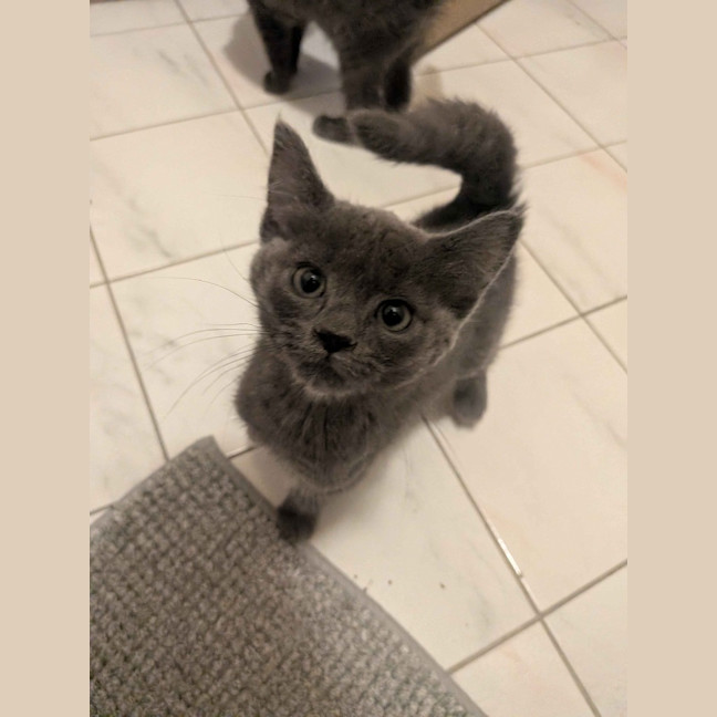 Photo of Shadow