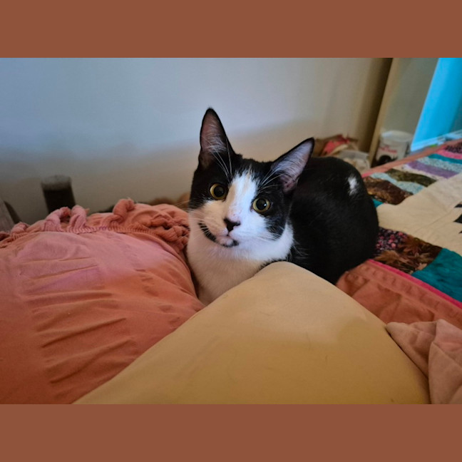 Photo of May ** 2nd Chance Cat Rescue**