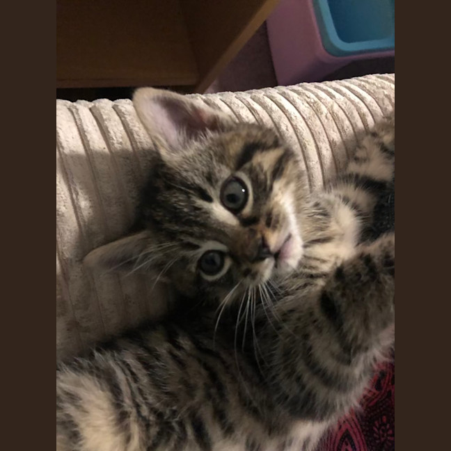 Photo of Toulouse   2 Month Old Domestic Short Hair (Trial)