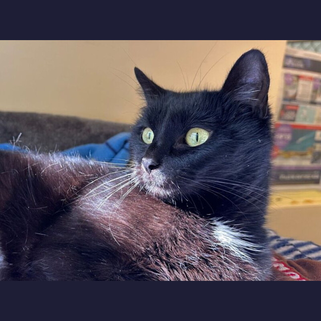 Photo of Echo