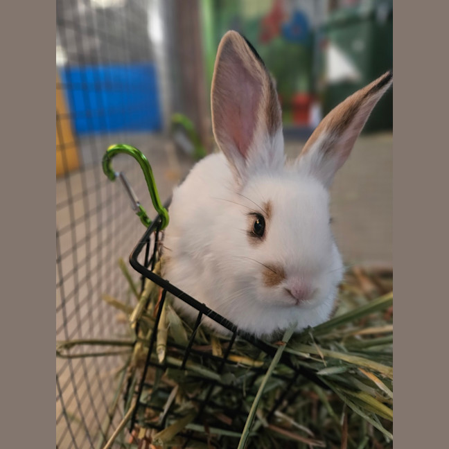 Photo of Gus