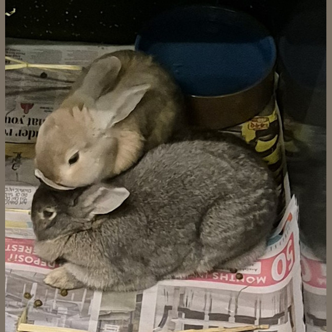 Photo of Ghost (Bonded With Casper)