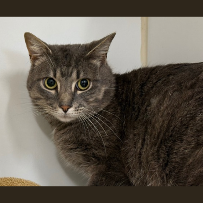 Photo of Paw Mescal