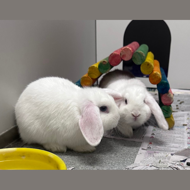 Photo of Juniper (Bonded To Marzipan)