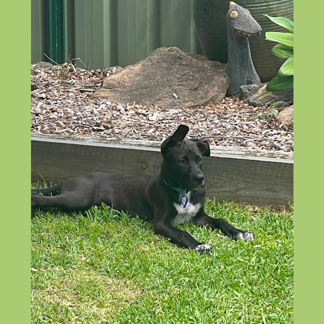 Photo of Socks   3 Month Old Bull Arab X Kelpie