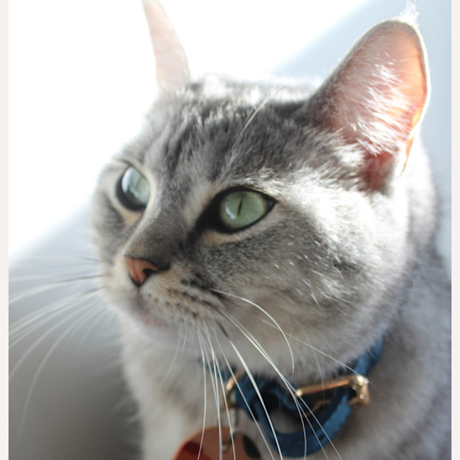 Photo of 🧶 Mittens 7012 🧶