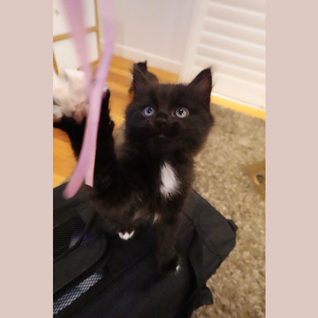 Photo of Onyx