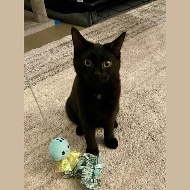 Photo of Merlin