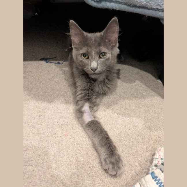 Photo of Earl Grey
