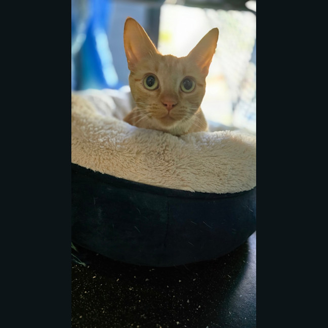 Photo of Moirai