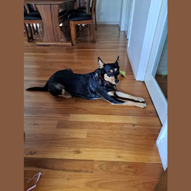 Photo of Nova