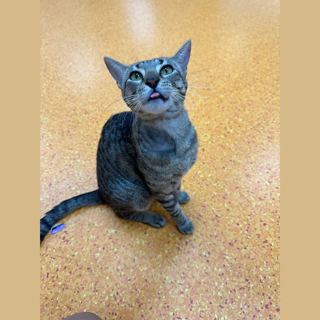 Photo of Sooky Teddy