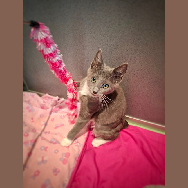 Photo of Mittens