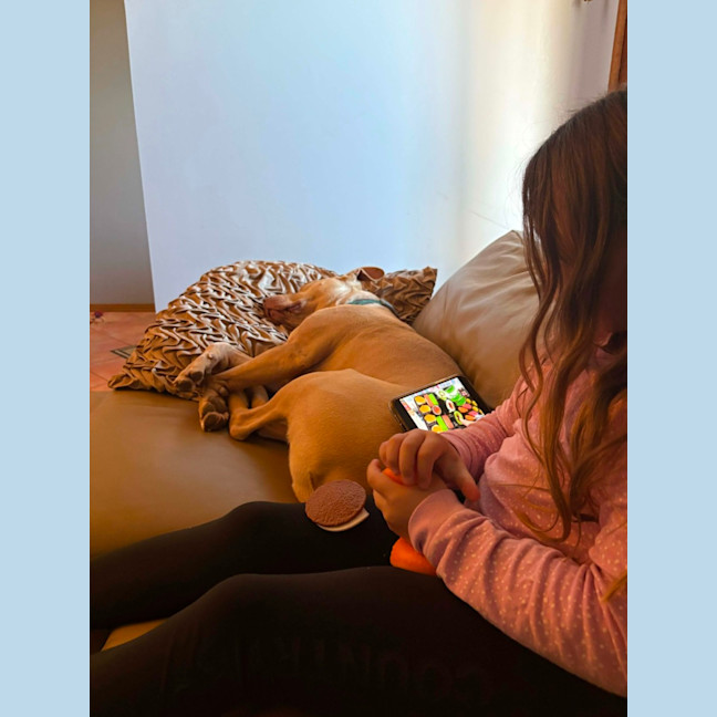 Photo of Topaz   7 Year Old Staffy