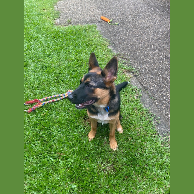 Photo of Lavender *$350 Adoption Fee*