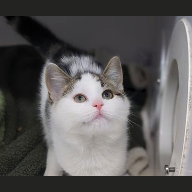 Photo of Sassy