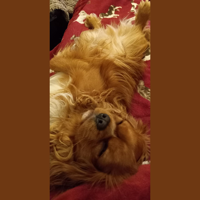 Photo of Toby (Was Alfie)