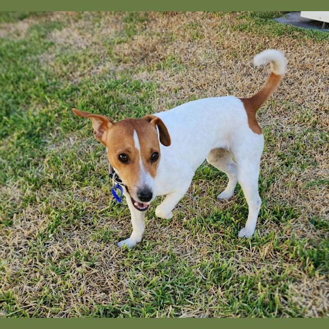 Photo of Rue   18 Month Old Jack Russell X